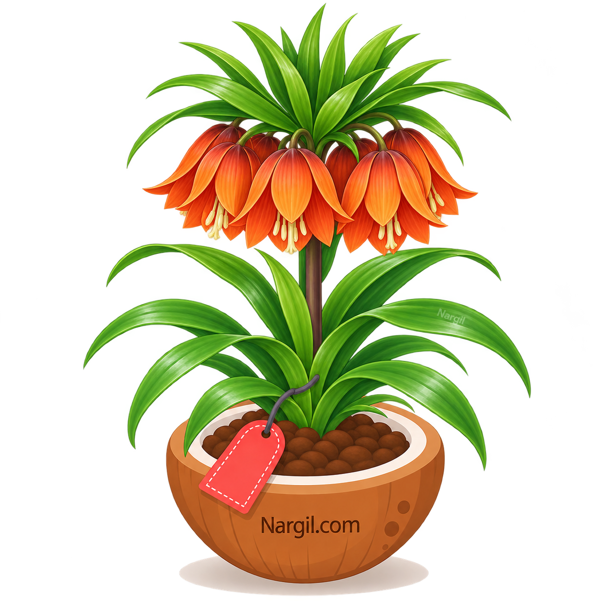 Nargil_Fritillaria Imperialis